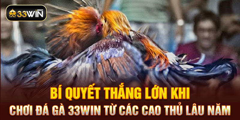 Bí quyết thắng lớn khi chơi đá gà 33WIN từ các cao thủ lâu năm 