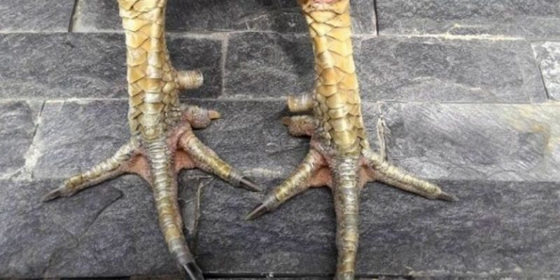 Đánh giá vảy gà tứ quý phủ địa
