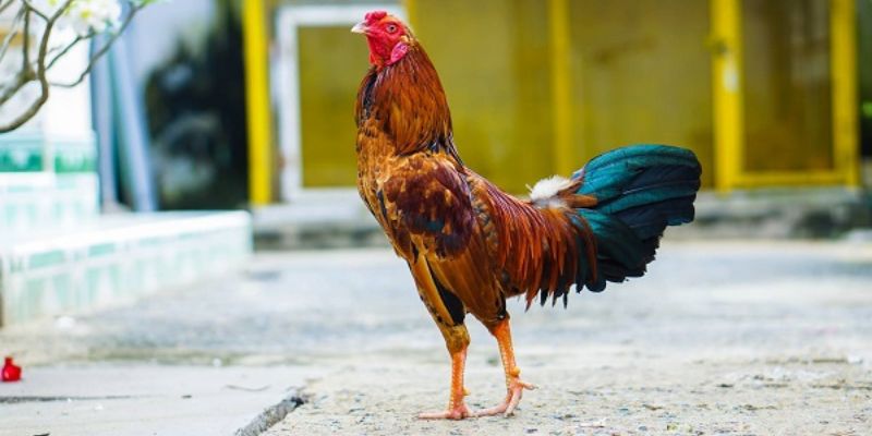 Chiến kê có vảy gà khai vương thi đấu tốt