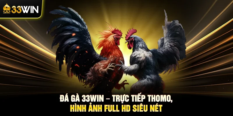 Đá gà 33WIN – Trực tiếp Thomo, hình ảnh Full HD siêu nét